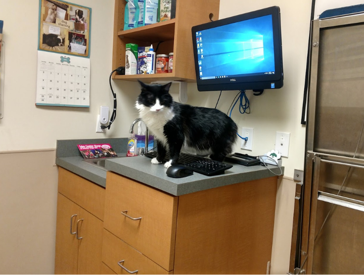 Tallahassee Animal Nutritionists Dog & Cat Nutrition